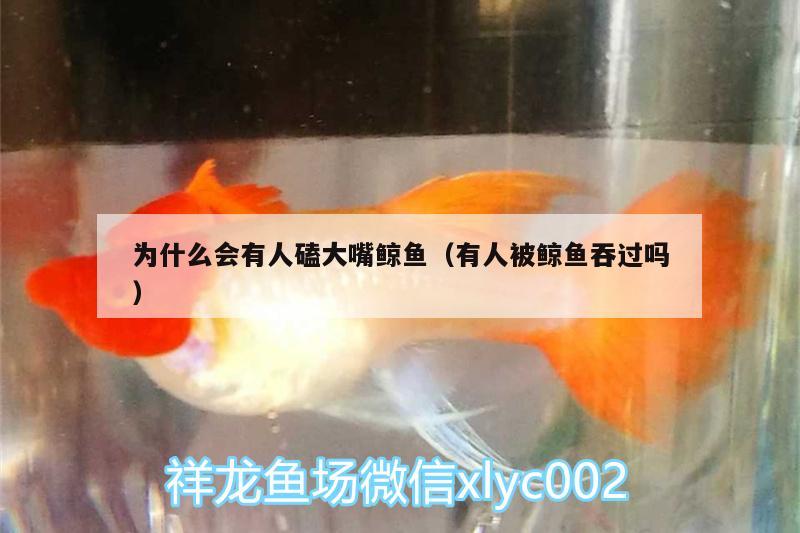 為什么會(huì)有人磕大嘴鯨魚（有人被鯨魚吞過(guò)嗎）