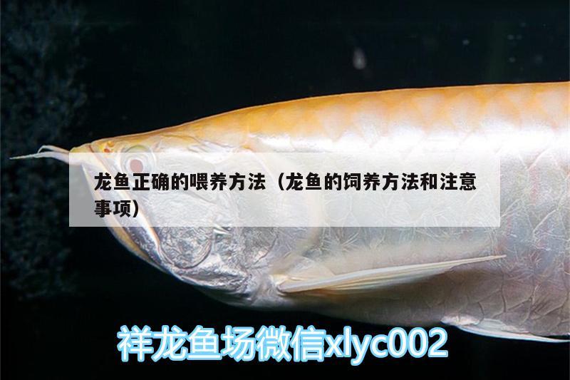 龍魚正確的喂養(yǎng)方法（龍魚的飼養(yǎng)方法和注意事項(xiàng)） 蘇虎