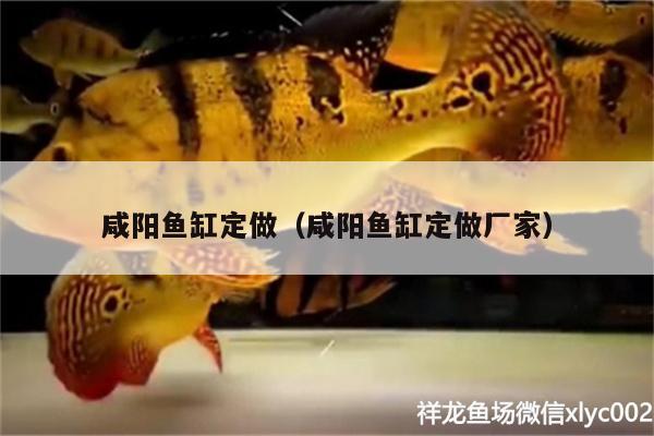 咸陽(yáng)魚缸定做（咸陽(yáng)魚缸定做廠家）