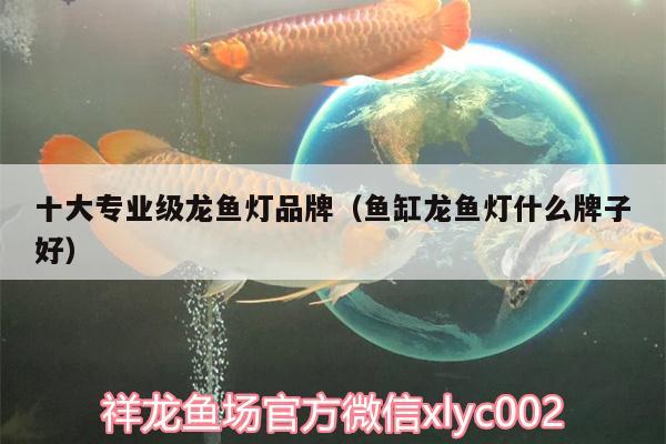 十大專業(yè)級龍魚燈品牌（魚缸龍魚燈什么牌子好） 孵化器