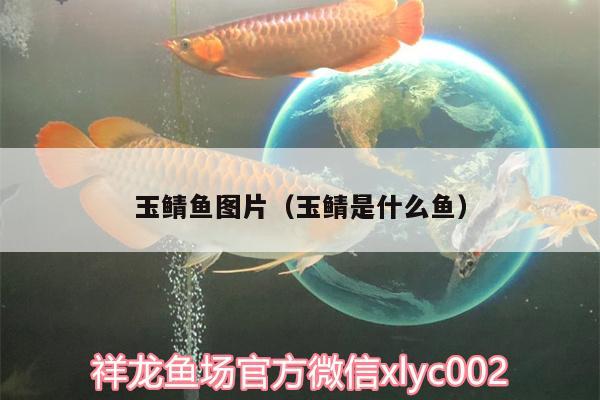 玉鯖魚圖片（玉鯖是什么魚）