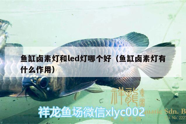 魚缸鹵素燈和led燈哪個好（魚缸鹵素燈有什么作用）