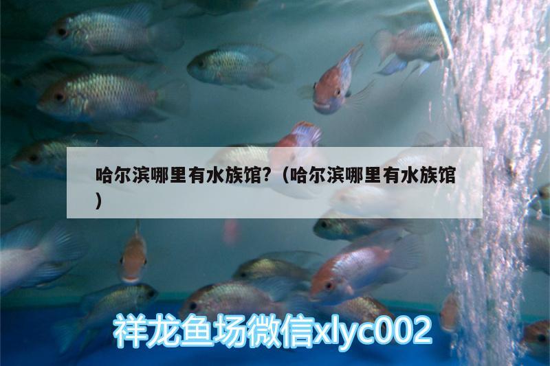 哈爾濱哪里有水族館?（哈爾濱哪里有水族館） 大日玉鯖魚