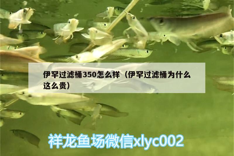 伊罕過濾桶350怎么樣（伊罕過濾桶為什么這么貴）