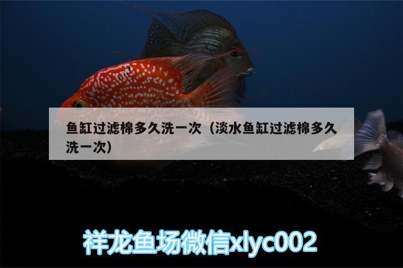 魚缸過濾棉多久洗一次（淡水魚缸過濾棉多久洗一次） 鸚鵡魚