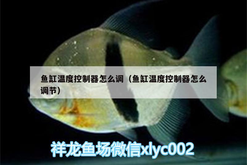 魚(yú)缸溫度控制器怎么調(diào)（魚(yú)缸溫度控制器怎么調(diào)節(jié)） 野生埃及神仙魚(yú)