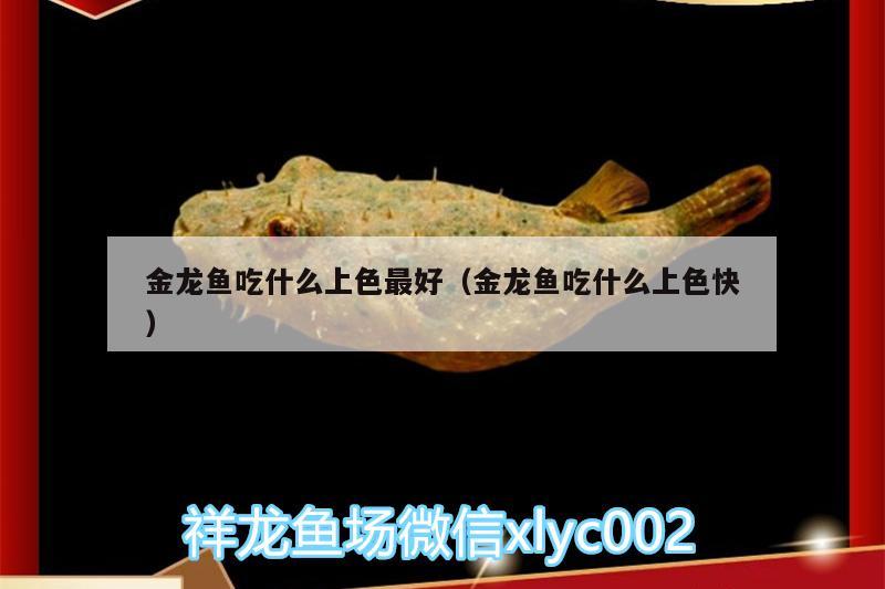 金龍魚吃什么上色最好（金龍魚吃什么上色快）