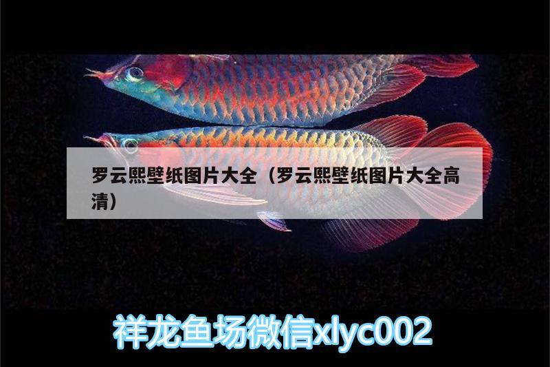 羅云熙壁紙圖片大全（羅云熙壁紙圖片大全高清） 魚缸/水族箱