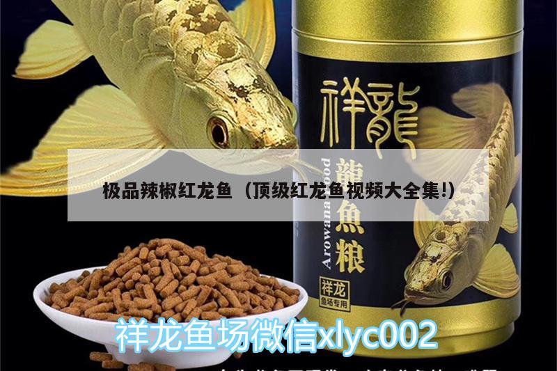 極品辣椒紅龍魚（頂級(jí)紅龍魚視頻大全集!） 殺菌消毒設(shè)備