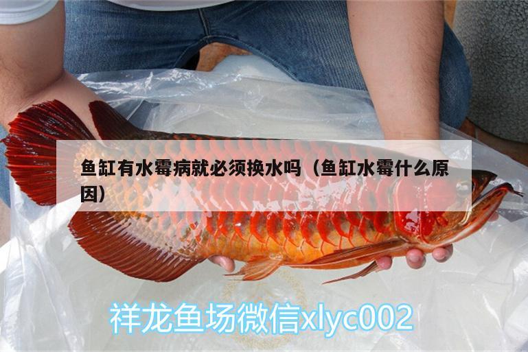 魚缸有水霉病就必須換水嗎（魚缸水霉什么原因） 斯維尼關(guān)刀魚