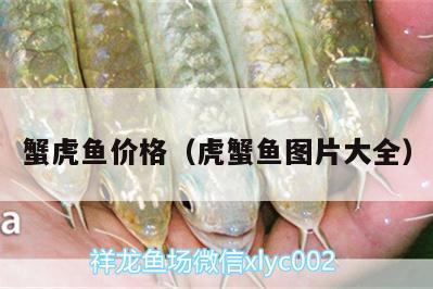 蟹虎魚價格（虎蟹魚圖片大全）