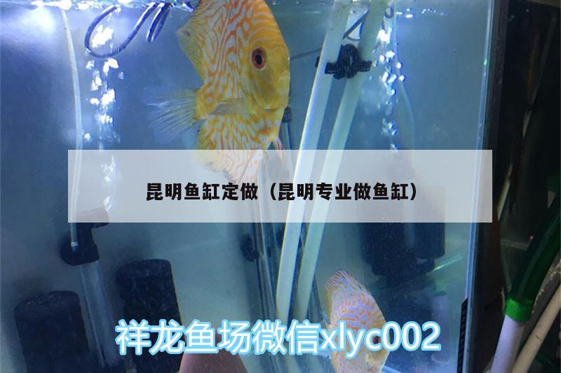 昆明魚缸定做（昆明專業(yè)做魚缸） 祥龍藍(lán)珀金龍魚