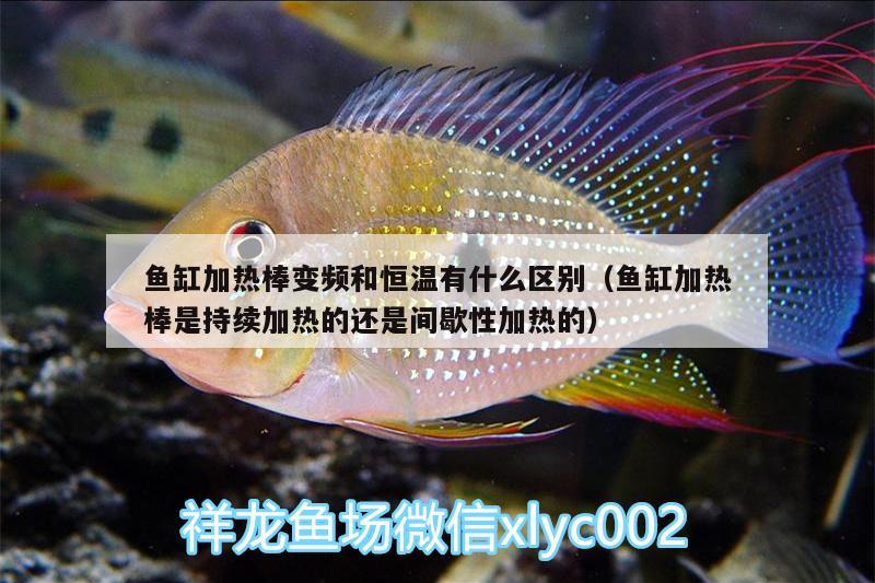 魚缸加熱棒變頻和恒溫有什么區(qū)別（魚缸加熱棒是持續(xù)加熱的還是間歇性加熱的） 超血紅龍魚