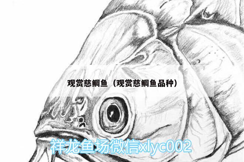 觀賞慈鯛魚（觀賞慈鯛魚品種） 帝王三間魚