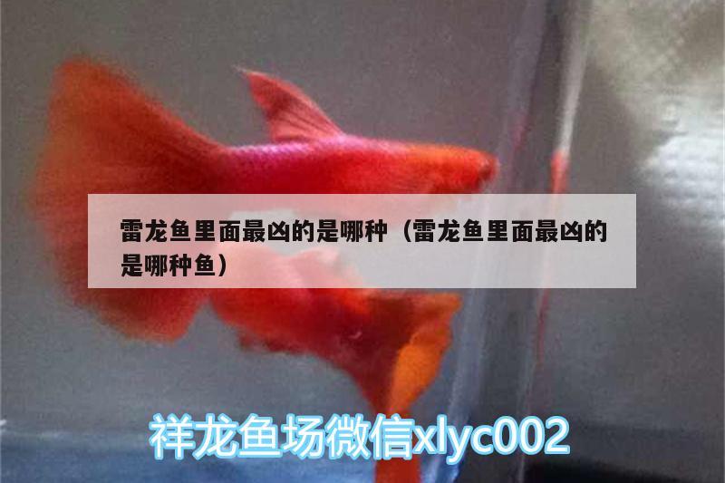 雷龍魚(yú)里面最兇的是哪種（雷龍魚(yú)里面最兇的是哪種魚(yú)）