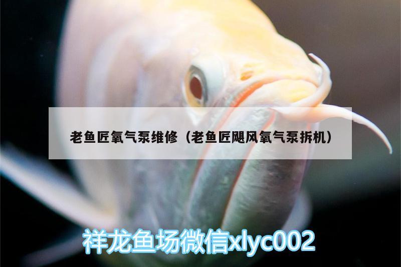 老魚匠氧氣泵維修（老魚匠颶風(fēng)氧氣泵拆機） 老魚匠