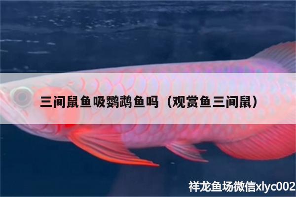 三間鼠魚吸鸚鵡魚嗎（觀賞魚三間鼠） 鸚鵡魚