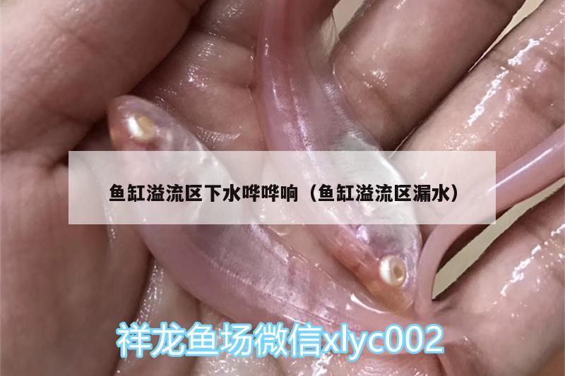 魚缸溢流區(qū)下水嘩嘩響（魚缸溢流區(qū)漏水） 丹頂錦鯉魚