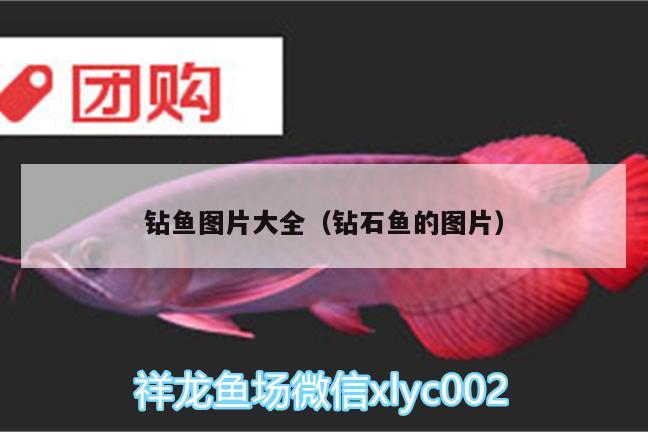 鉆魚(yú)圖片大全（鉆石魚(yú)的圖片） 斑馬鴨嘴魚(yú)