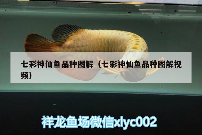 七彩神仙魚品種圖解（七彩神仙魚品種圖解視頻）