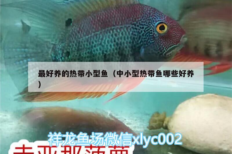 最好養(yǎng)的熱帶小型魚（中小型熱帶魚哪些好養(yǎng)） 廣州觀賞魚魚苗批發(fā)市場