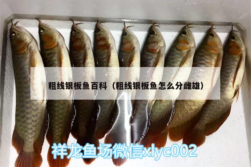 粗線銀板魚百科（粗線銀板魚怎么分雌雄） 水溫計