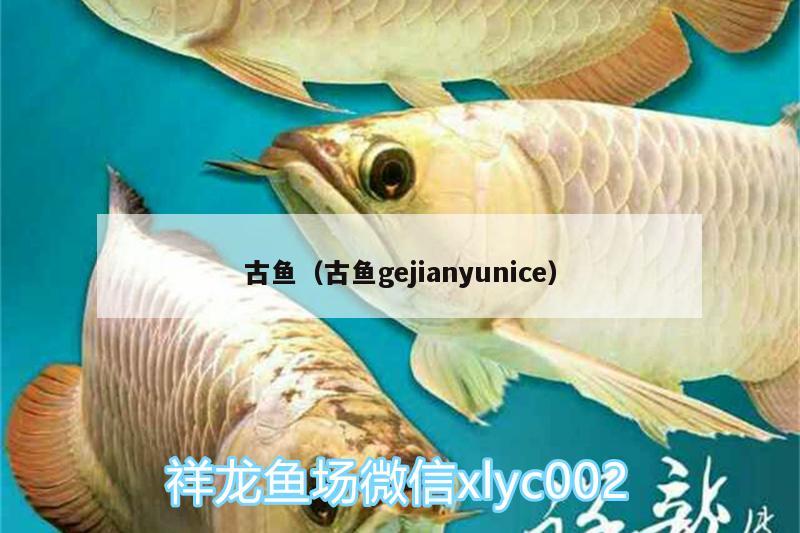 古魚（古魚gejianyunice） 觀賞魚市場(chǎng)（混養(yǎng)魚）