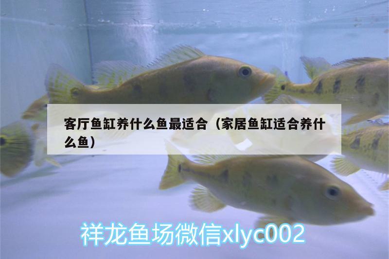 客廳魚缸養(yǎng)什么魚最適合（家居魚缸適合養(yǎng)什么魚） 白化火箭魚