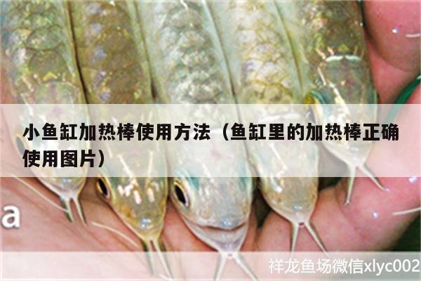 小魚缸加熱棒使用方法（魚缸里的加熱棒正確使用圖片） 雙線側(cè)魚