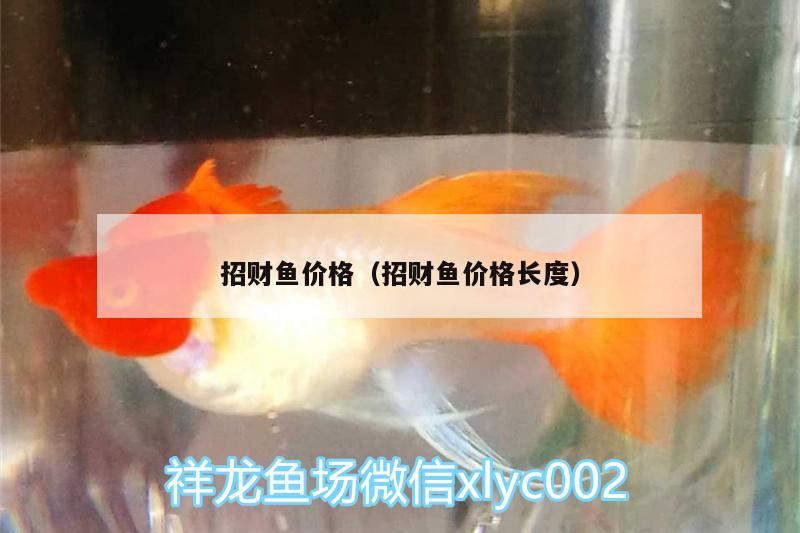 招財(cái)魚(yú)價(jià)格（招財(cái)魚(yú)價(jià)格長(zhǎng)度） BD魟魚(yú)