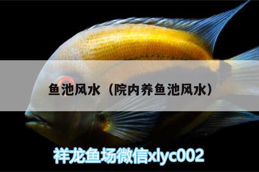 魚(yú)池風(fēng)水（院內(nèi)養(yǎng)魚(yú)池風(fēng)水） 魚(yú)缸風(fēng)水