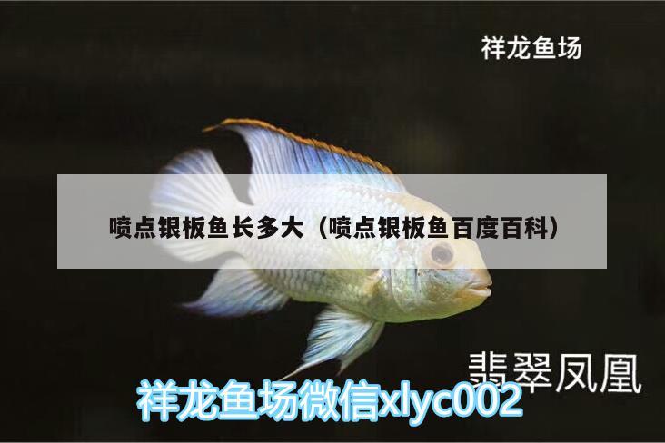 噴點銀板魚長多大（噴點銀板魚百度百科） 其他益生菌