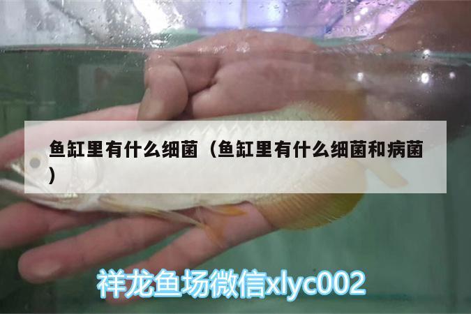 魚(yú)缸里有什么細(xì)菌（魚(yú)缸里有什么細(xì)菌和病菌） 眼斑魚(yú)