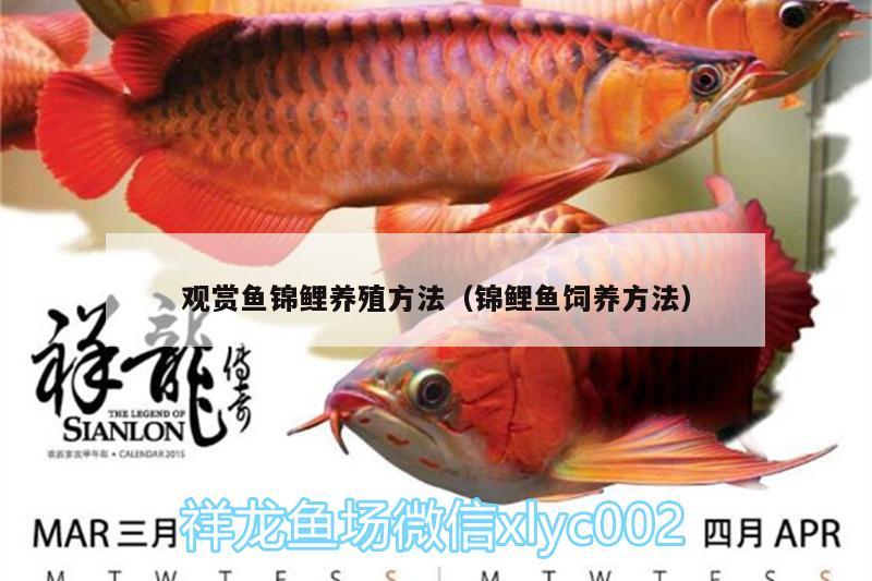 觀賞魚錦鯉養(yǎng)殖方法（錦鯉魚飼養(yǎng)方法） 狗仔（招財(cái)貓)魚苗