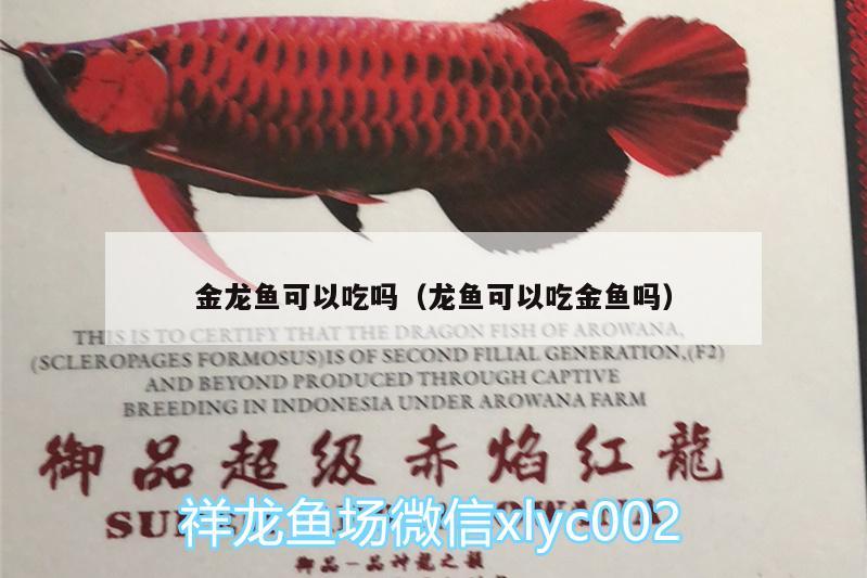 金龍魚可以吃嗎（龍魚可以吃金魚嗎）