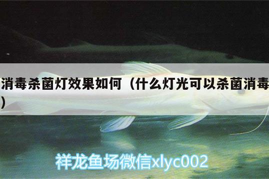 消毒殺菌燈效果如何（什么燈光可以殺菌消毒） 銀龍魚 第2張