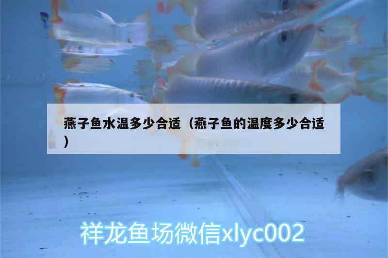 燕子魚水溫多少合適（燕子魚的溫度多少合適） 魚糧魚藥