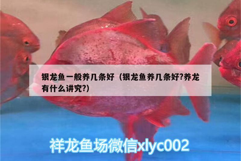 銀龍魚一般養(yǎng)幾條好（銀龍魚養(yǎng)幾條好?養(yǎng)龍有什么講究?）