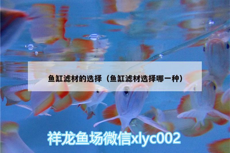 魚缸濾材的選擇（魚缸濾材選擇哪一種） 大日玉鯖魚