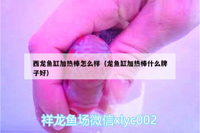 西龍魚缸加熱棒怎么樣（龍魚缸加熱棒什么牌子好） 水族用品