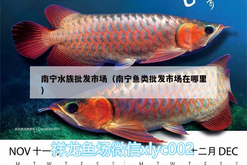 南寧水族批發(fā)市場(chǎng)（南寧魚類批發(fā)市場(chǎng)在哪里）