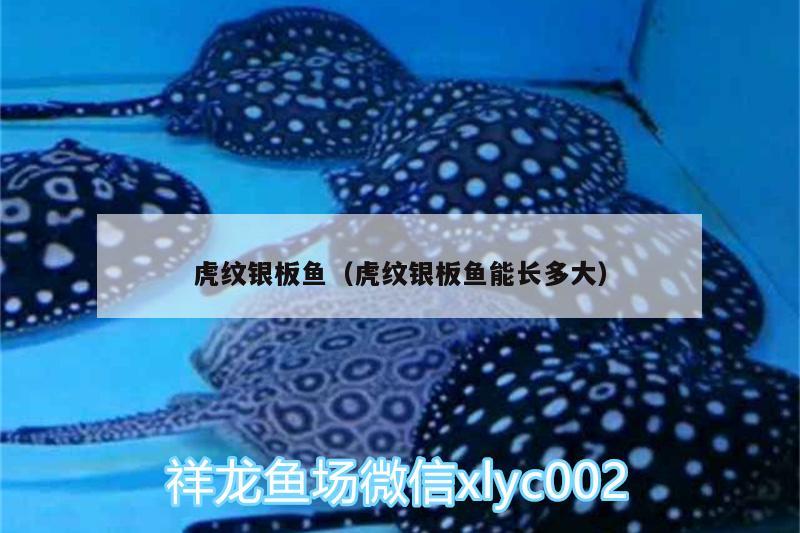 虎紋銀板魚（虎紋銀板魚能長多大） 馬拉莫寶石魚苗 第2張