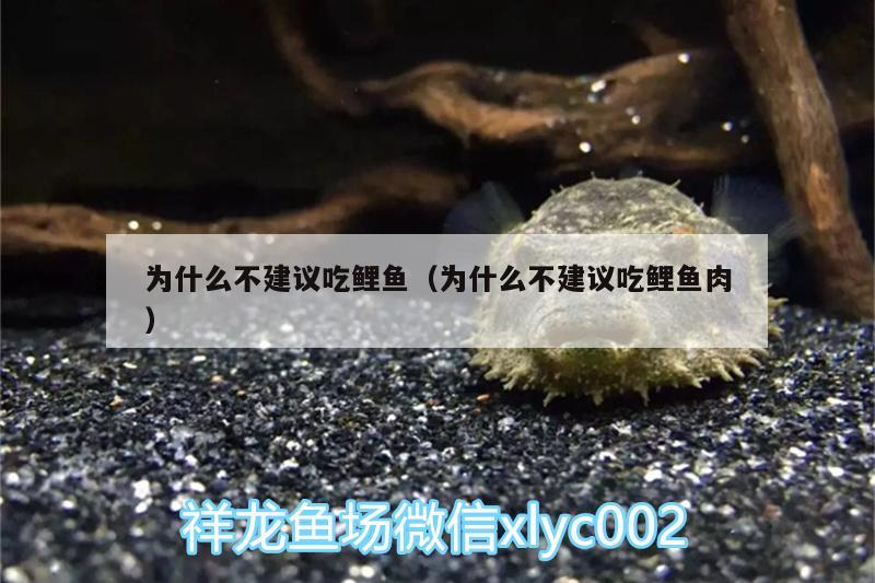 為什么不建議吃鯉魚（為什么不建議吃鯉魚肉） 祥龍超血紅龍魚