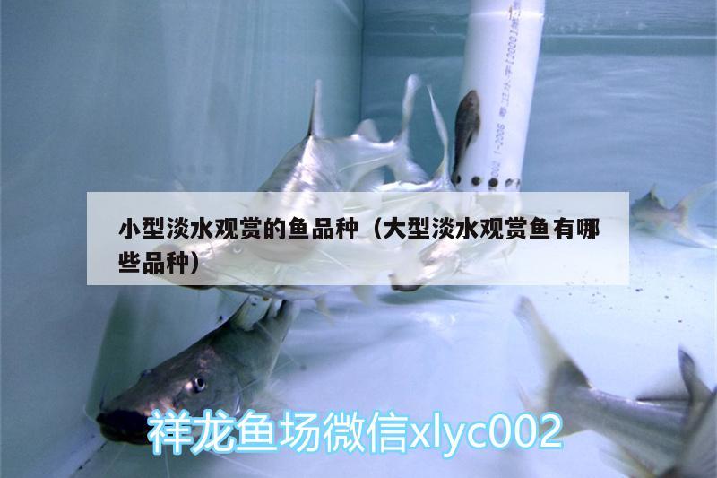 小型淡水觀賞的魚品種（大型淡水觀賞魚有哪些品種） 印尼虎苗