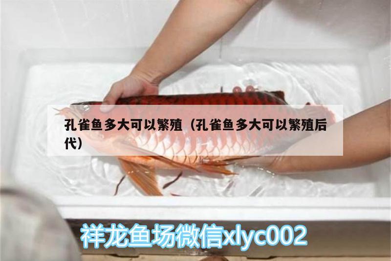 孔雀魚多大可以繁殖（孔雀魚多大可以繁殖后代）