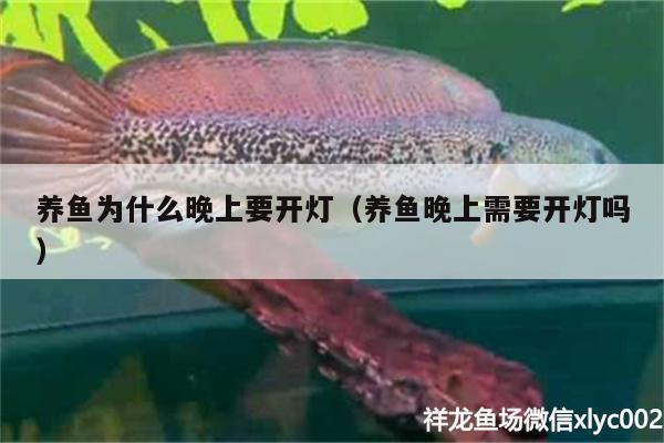 養(yǎng)魚(yú)為什么晚上要開(kāi)燈（養(yǎng)魚(yú)晚上需要開(kāi)燈嗎）