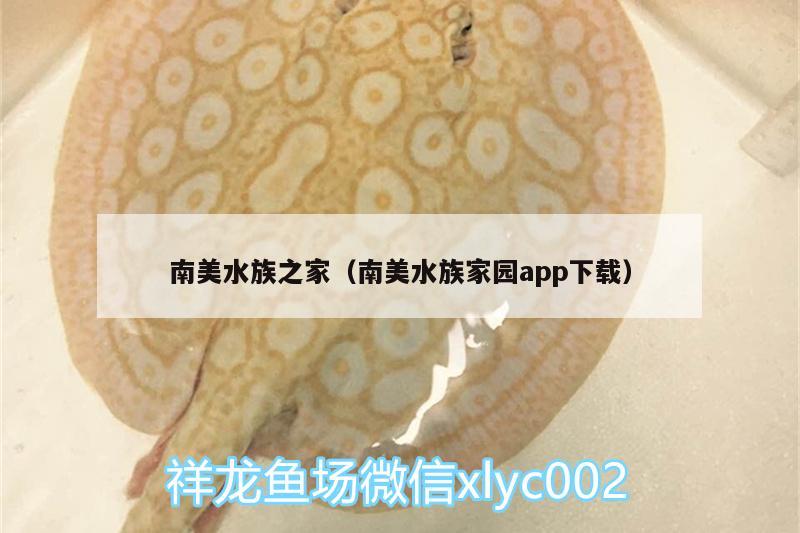 南美水族之家（南美水族家園app下載） 祥龍超血紅龍魚(yú)