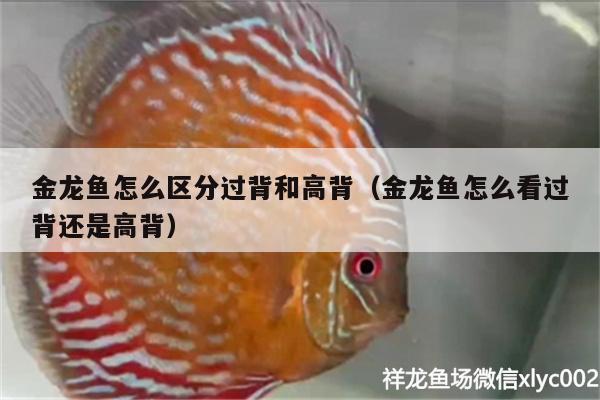 金龍魚怎么區(qū)分過背和高背（金龍魚怎么看過背還是高背）