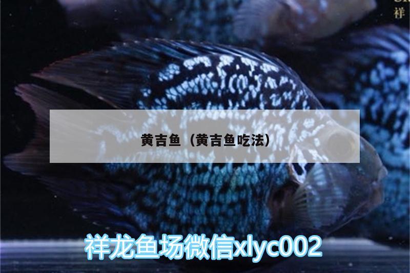 黃吉魚（黃吉魚吃法） 紅龍福龍魚