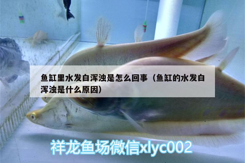 魚缸里水發(fā)白渾濁是怎么回事（魚缸的水發(fā)白渾濁是什么原因）